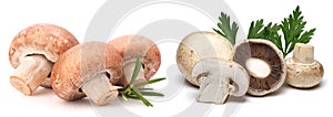 Mushroom, food, isolated, white, fresh, vegetable, healthy,Pilz, Lebensmittel, isoliert, weiÃÅ¸, frisch, GemÃÂ¼se, gesund, photo